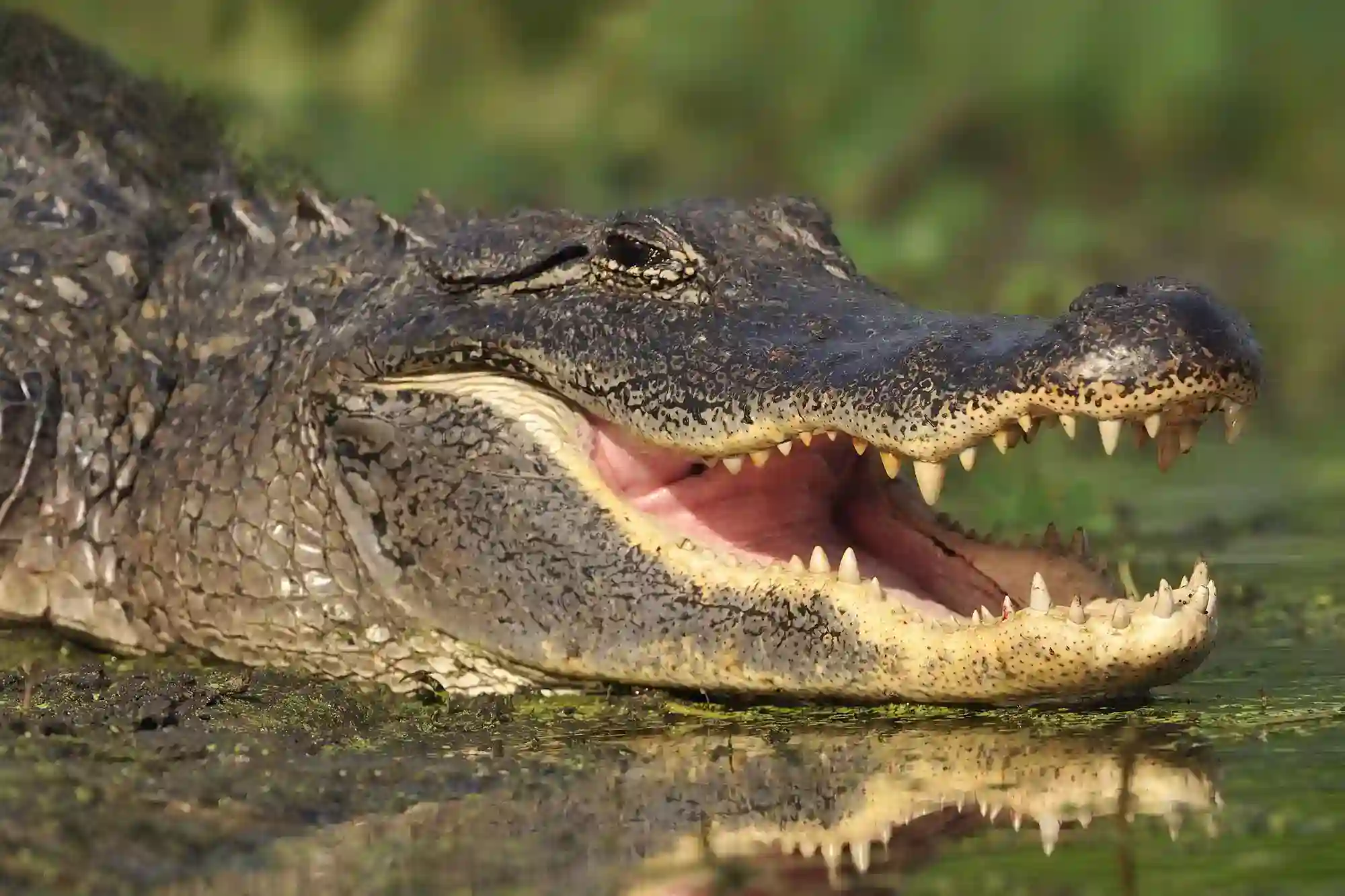 Alligator A 6 2017