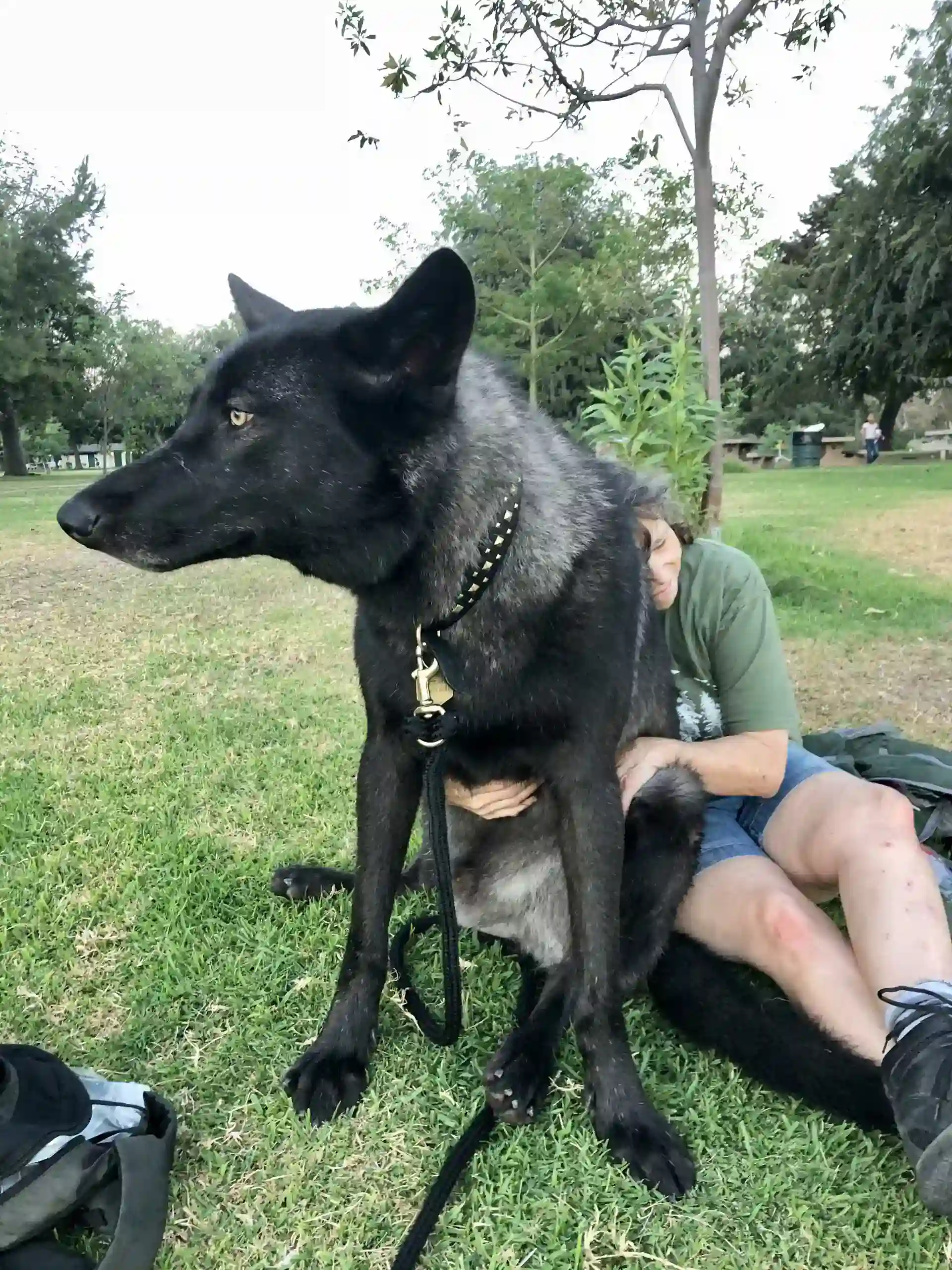 Big Dog Wolf 2011