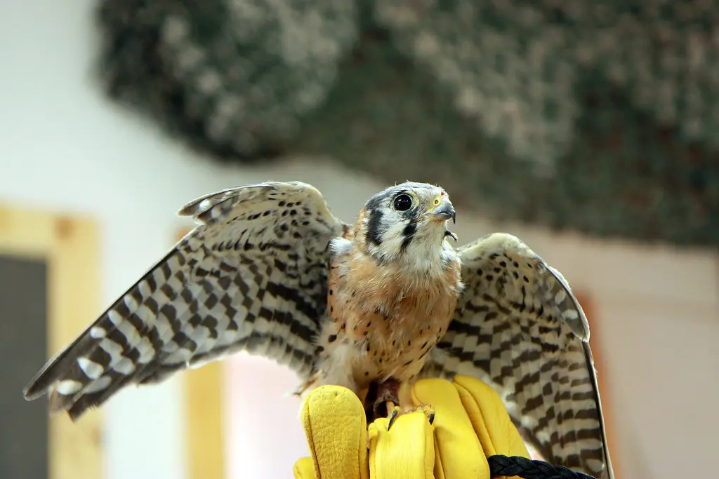 Falcon Kestrel 2010